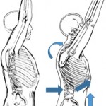 Shoulder Mechanics